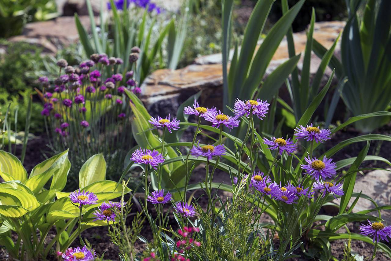 Проект Крекшино